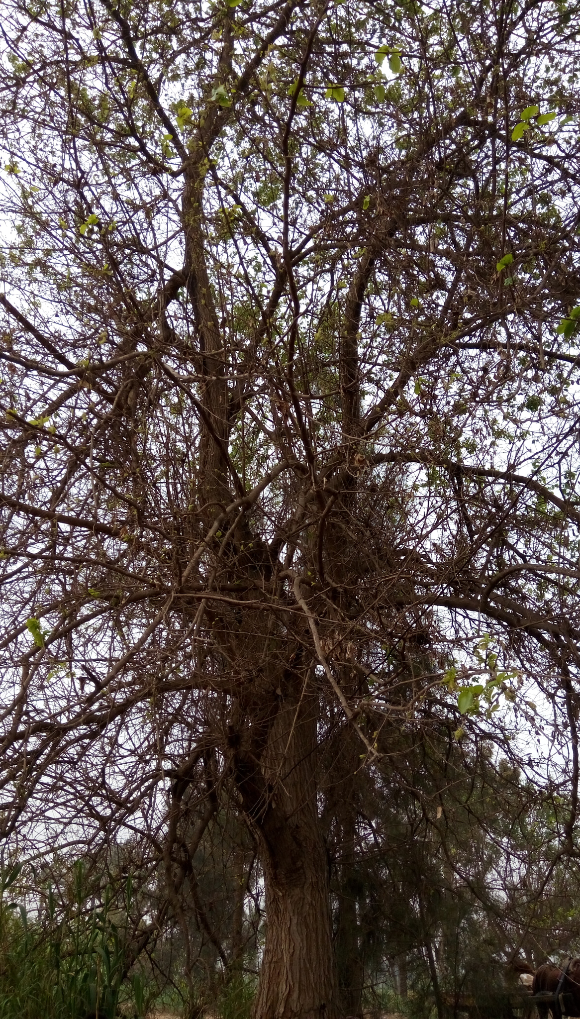 HTC DESIRE 728G DUAL SIM sample photo