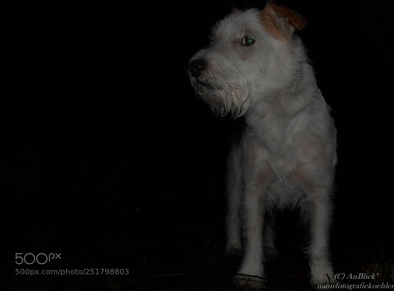 Canon EOS 70D sample photo. Leon bei nacht photography