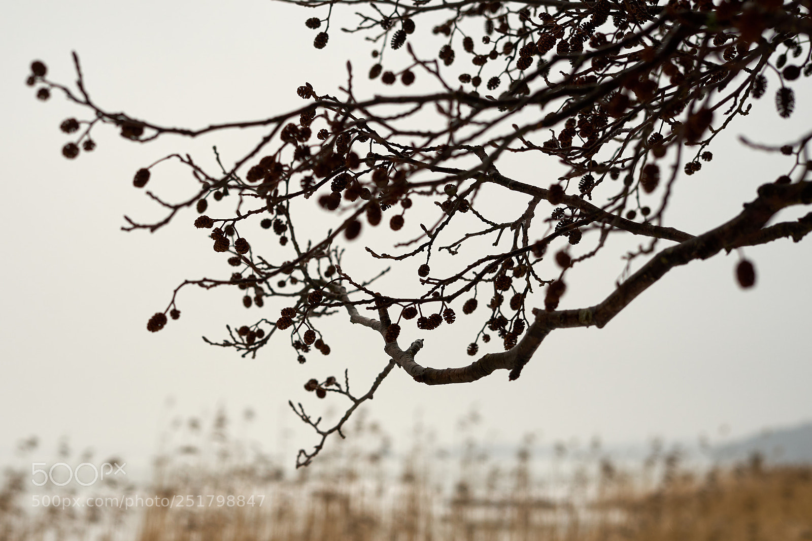 Sony a7 sample photo. Branch with cones. photography