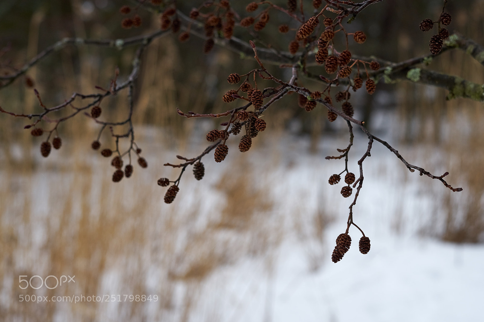 Sony a7 sample photo. Branch with cones. photography