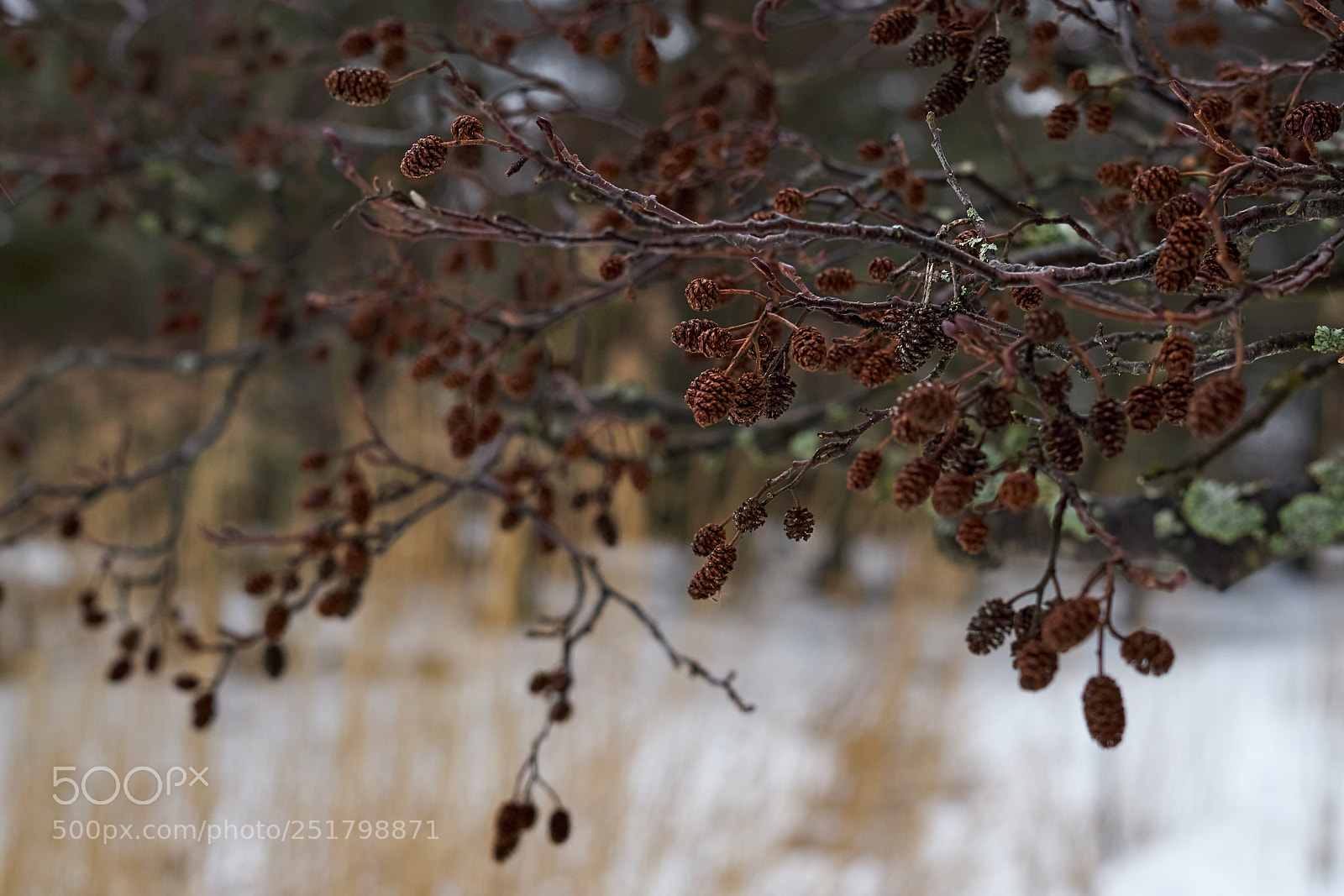Sony a7 sample photo. Branch with cones. photography