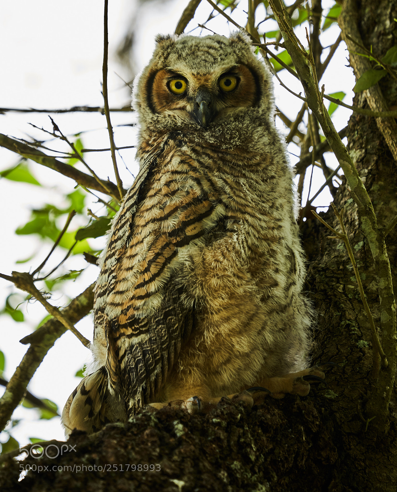 Sony a7R III sample photo. Juvenile horned owl photography