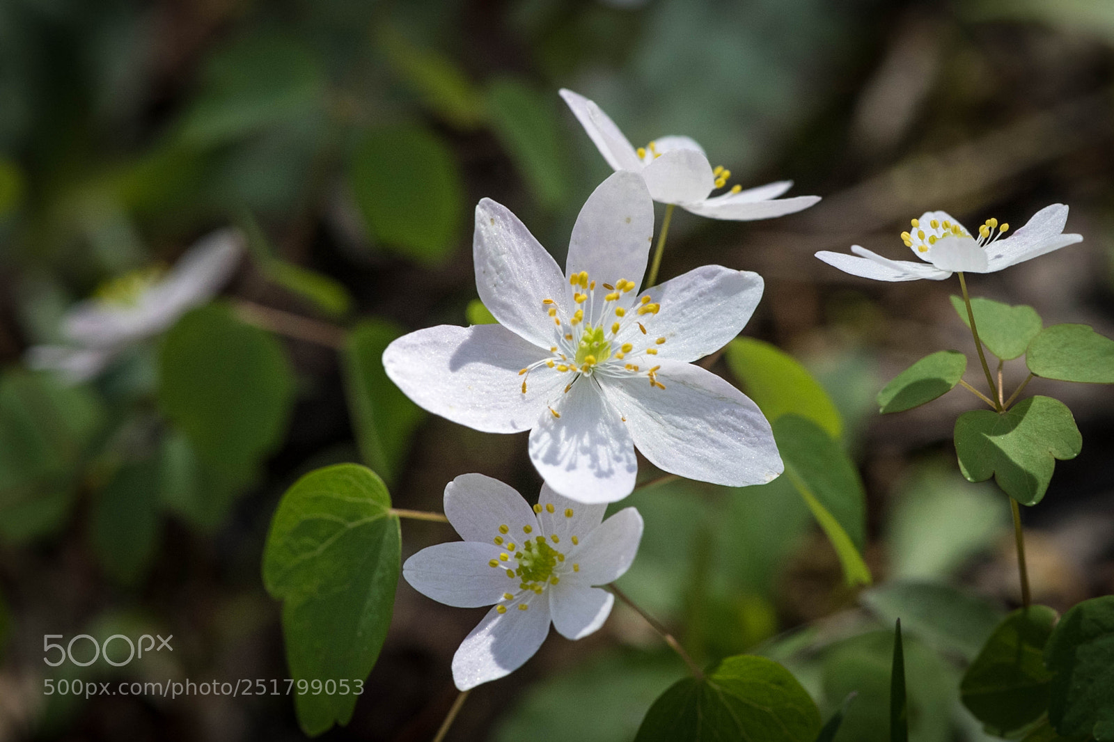 Nikon D850 sample photo. Happy wildflowers at the photography