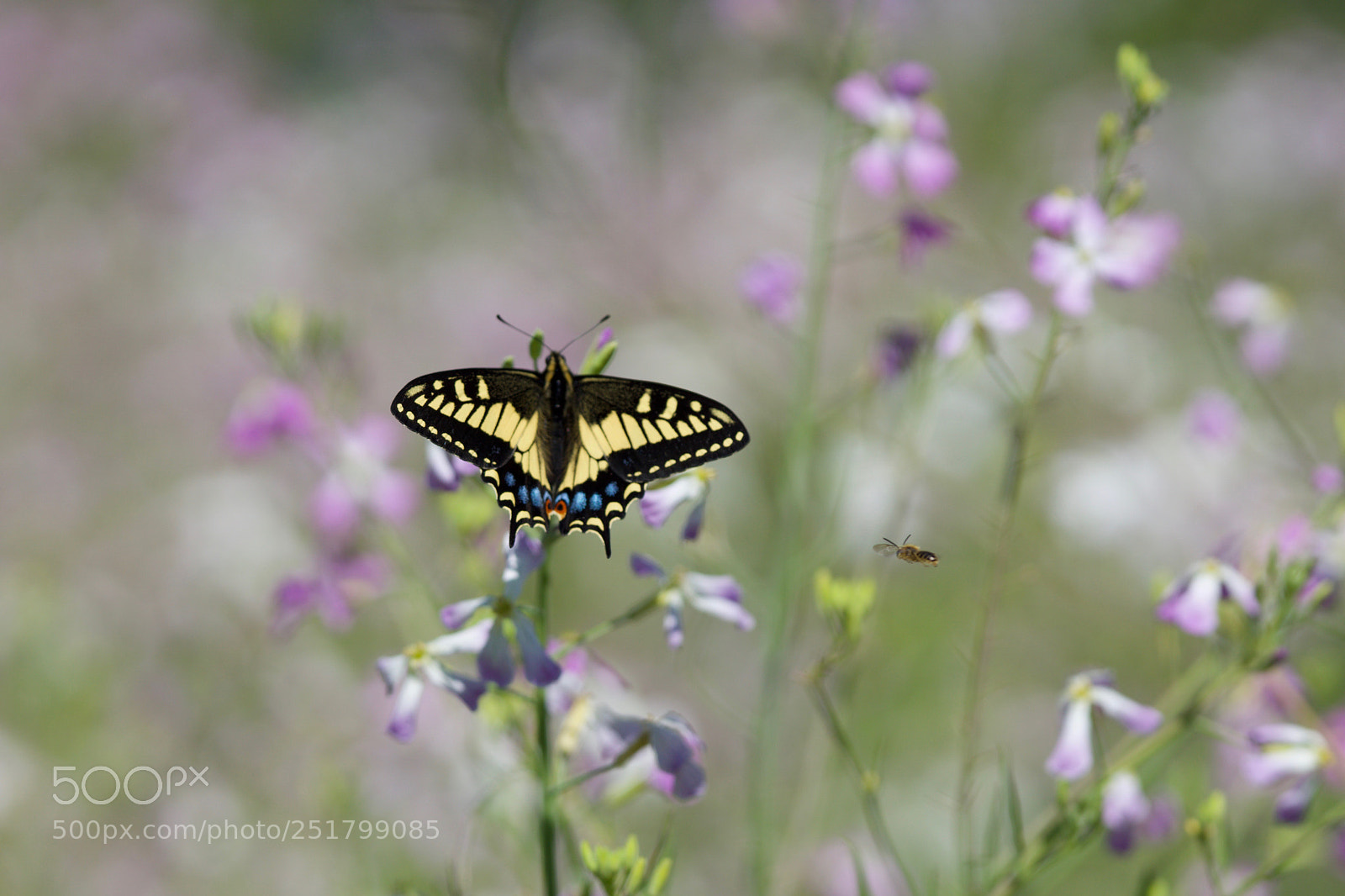 Sony a6000 sample photo. Summer time photography