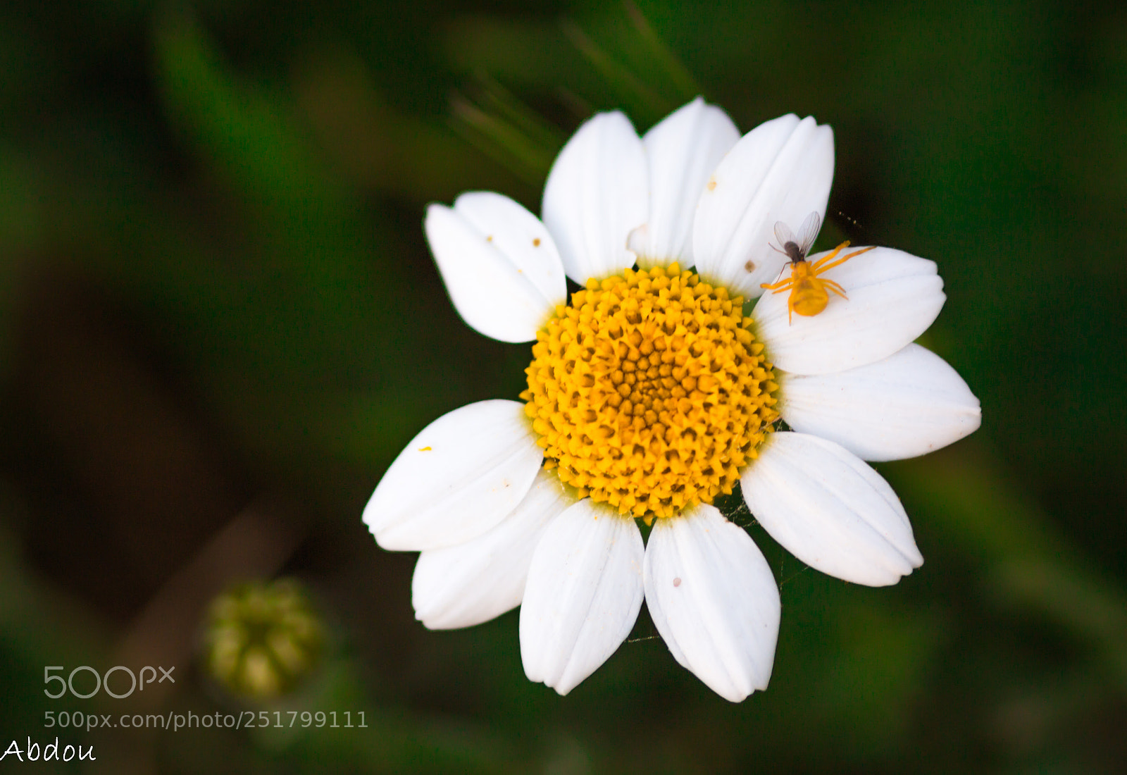 Canon EOS 70D sample photo. Untitled photography