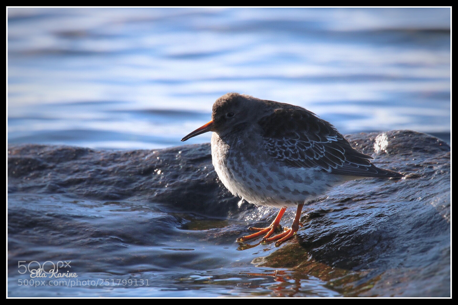 Canon EOS 80D sample photo. ~ purple sandpiper ~ photography