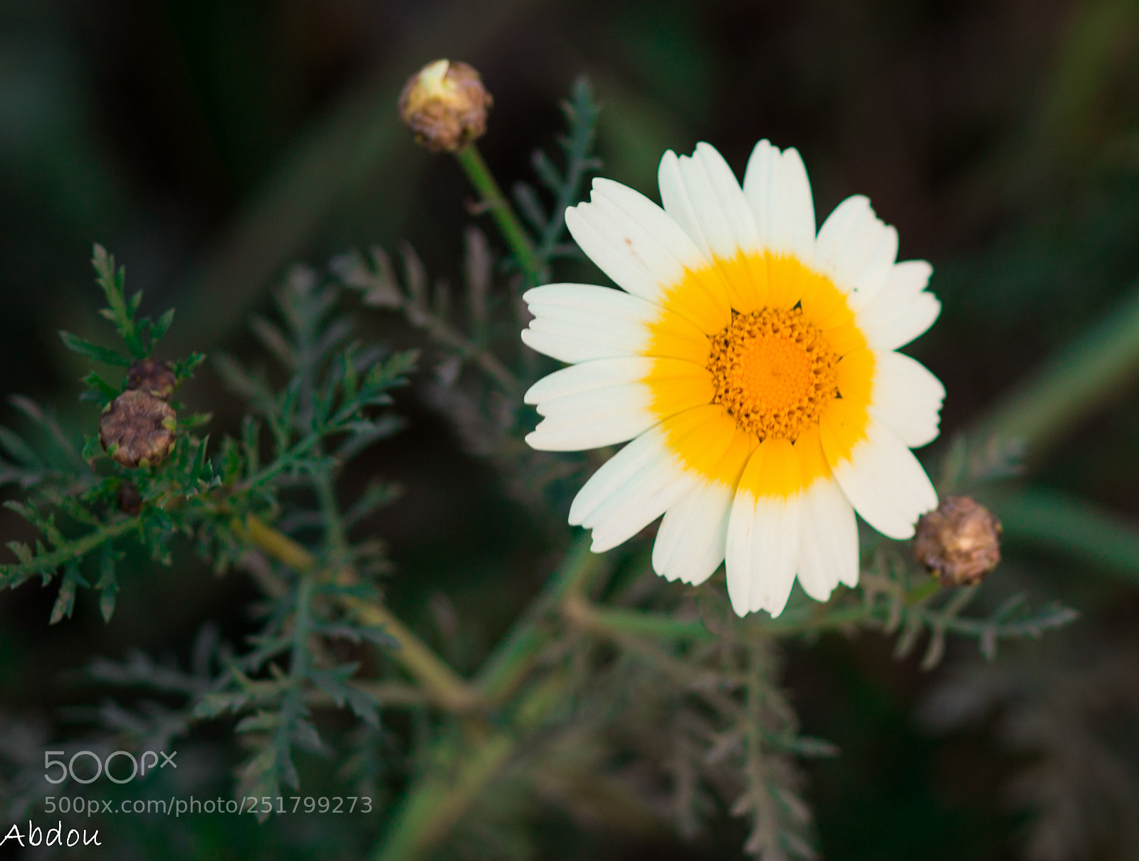 Canon EOS 70D sample photo. Untitled photography