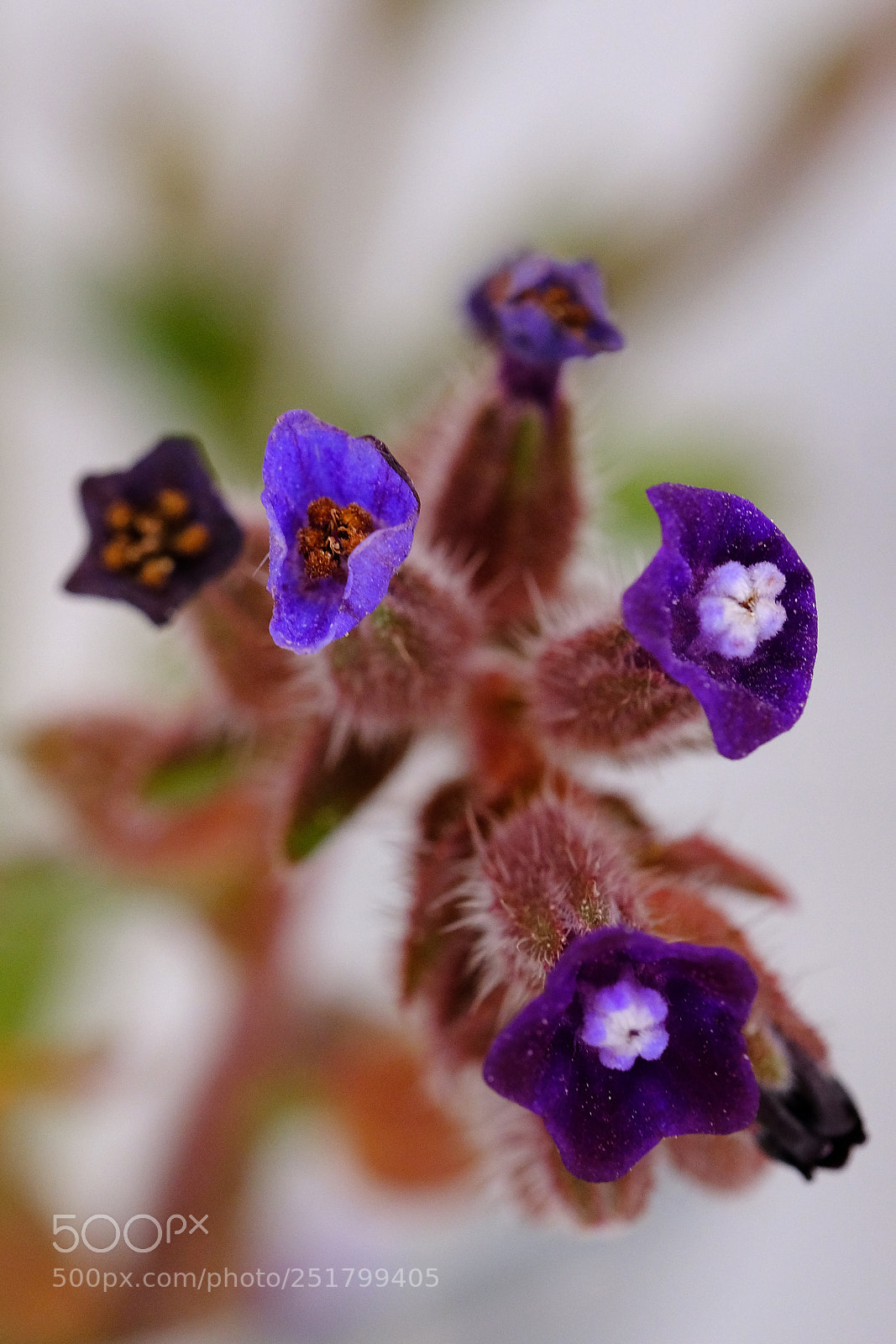 Fujifilm X-H1 sample photo. Flowers photography