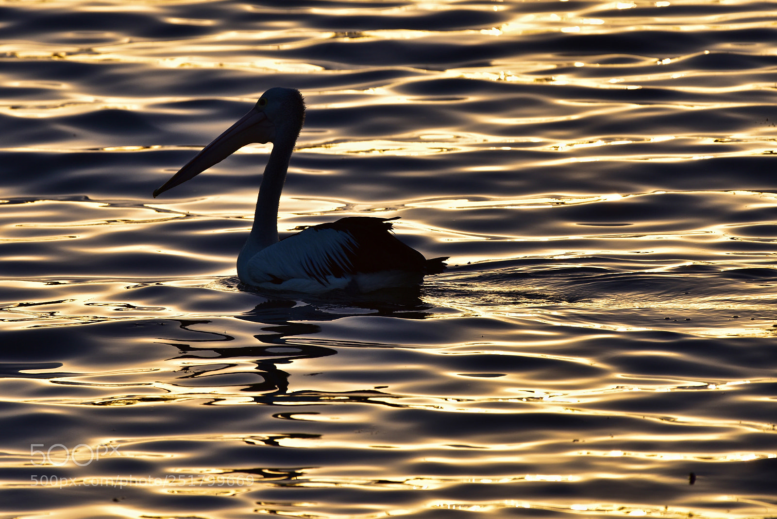 Nikon D810 sample photo. Pelican sunrise photography