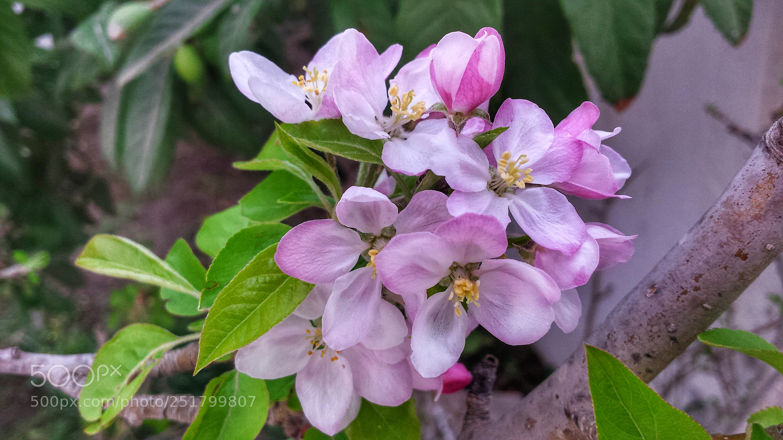 Samsung Galaxy S4 sample photo. Spring's 2 photography