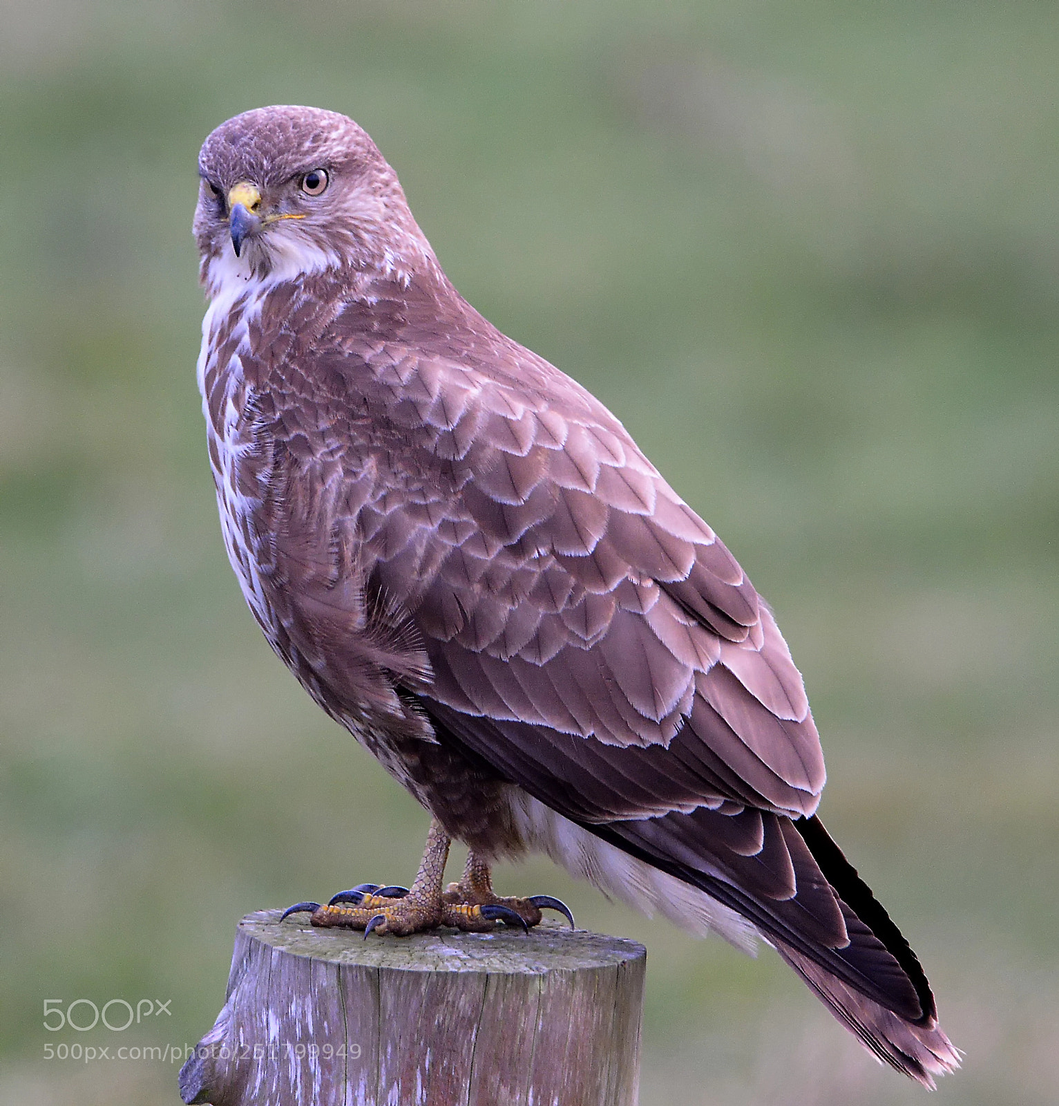 Nikon D610 sample photo. Buzzard photography