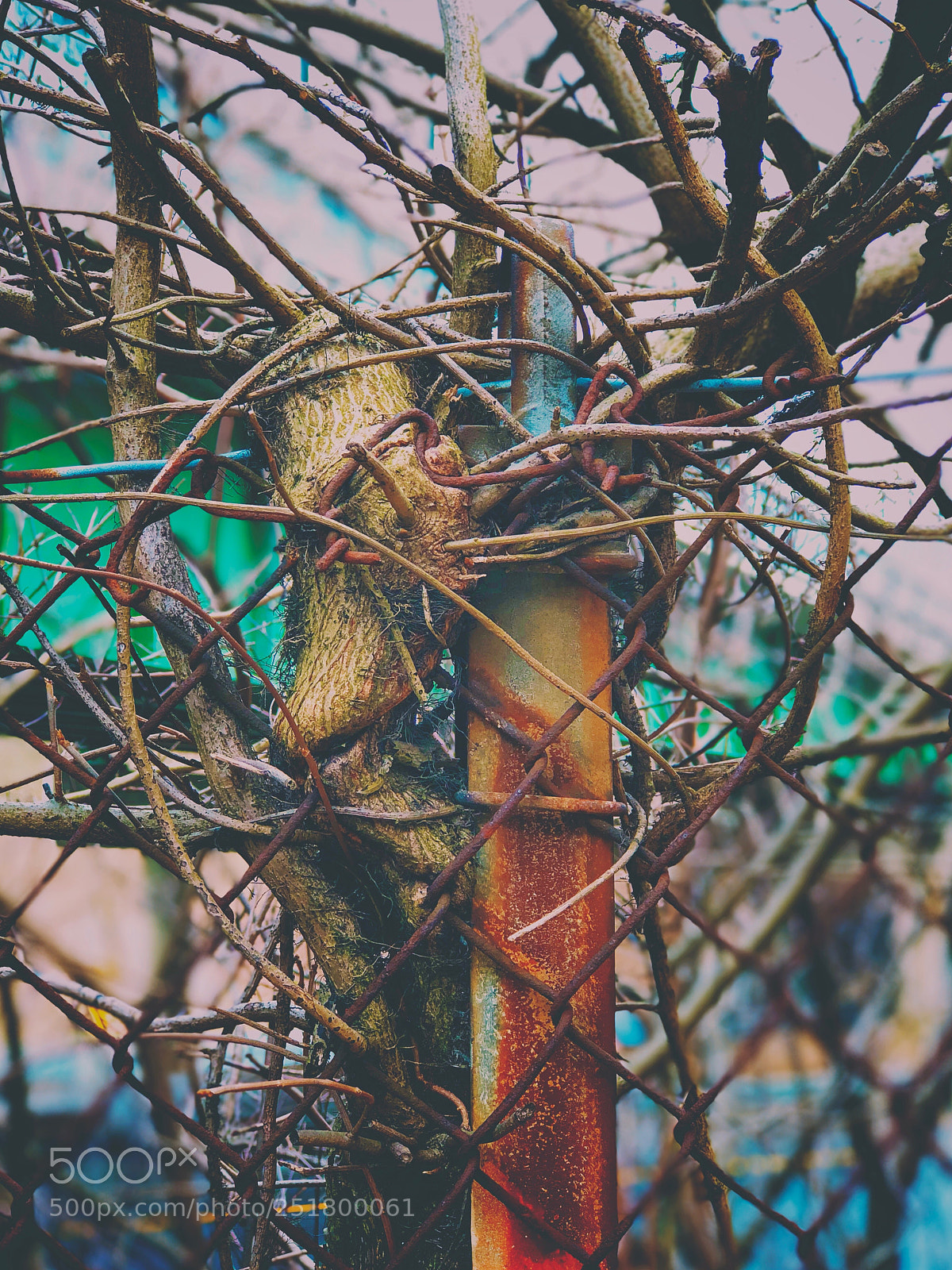Apple iPhone 8 Plus sample photo. Gnarled  photography