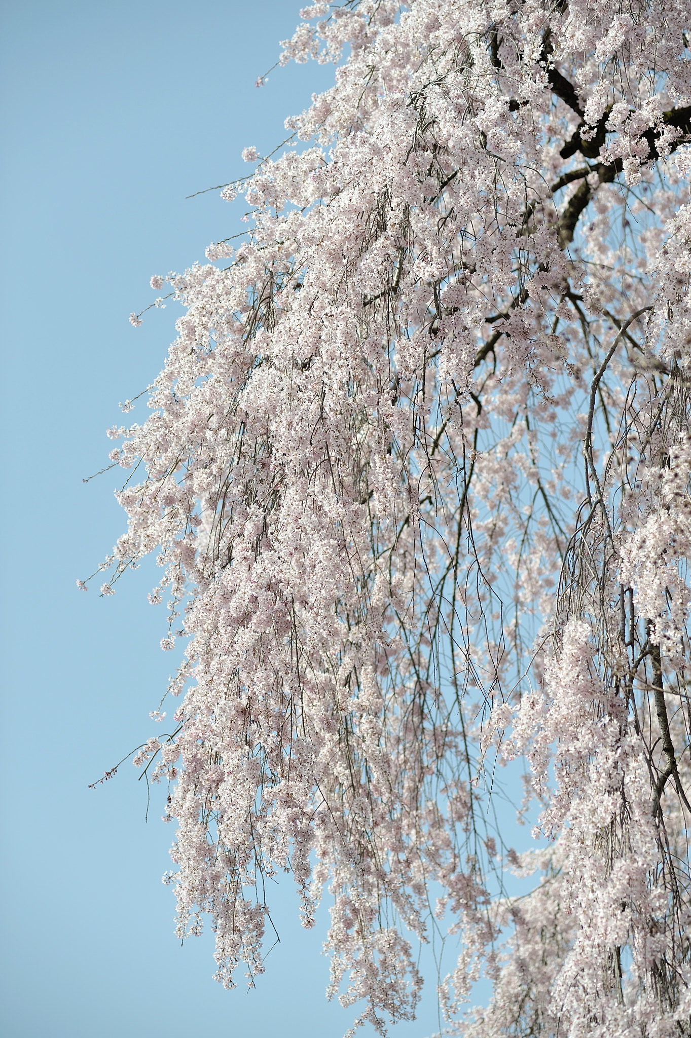 Nikon D700 + Nikon AF Nikkor 85mm F1.8D sample photo. Spring for tokyoites photography