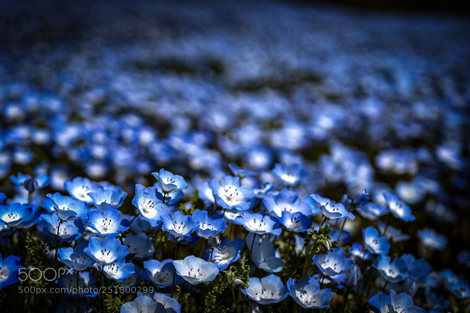 Panasonic Lumix DC-G9 sample photo. Nemophila photography