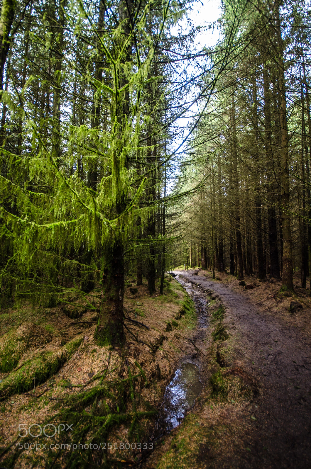 Nikon D7000 sample photo. Path through the woods photography