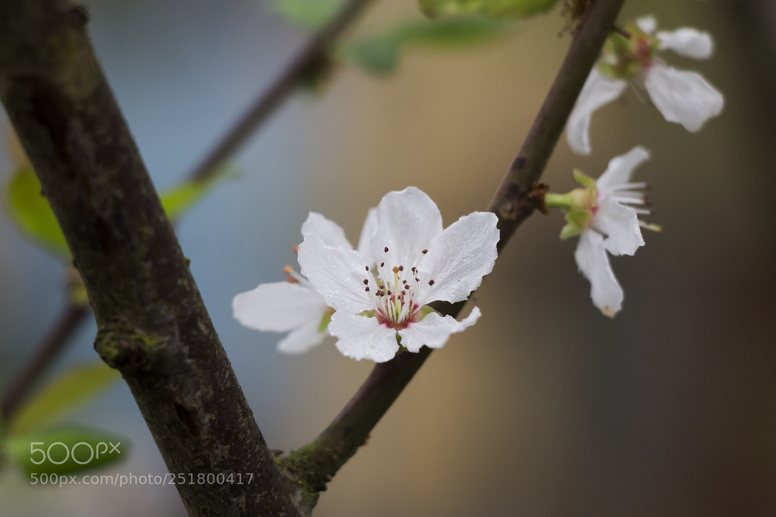 Canon EOS 700D (EOS Rebel T5i / EOS Kiss X7i) sample photo. Spring6 photography