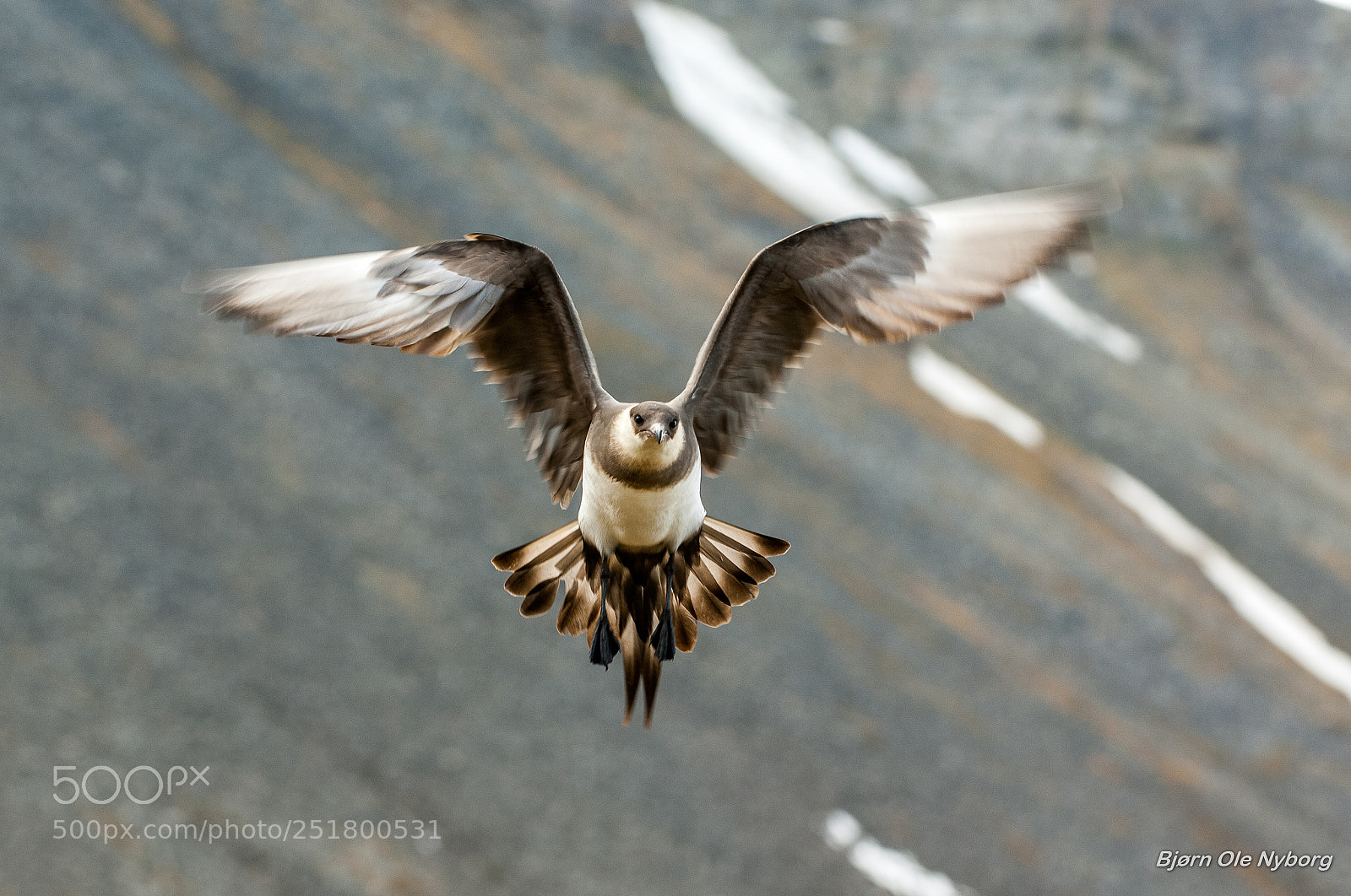 Nikon D2X sample photo. Arctic skua photography