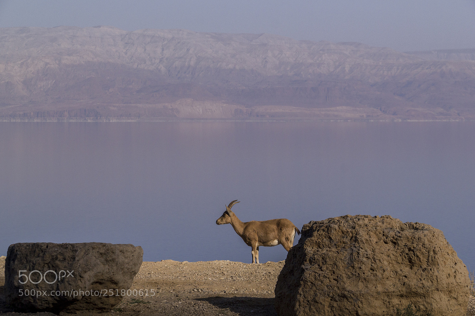 Canon EOS 550D (EOS Rebel T2i / EOS Kiss X4) sample photo. Nubain ibex near ein photography