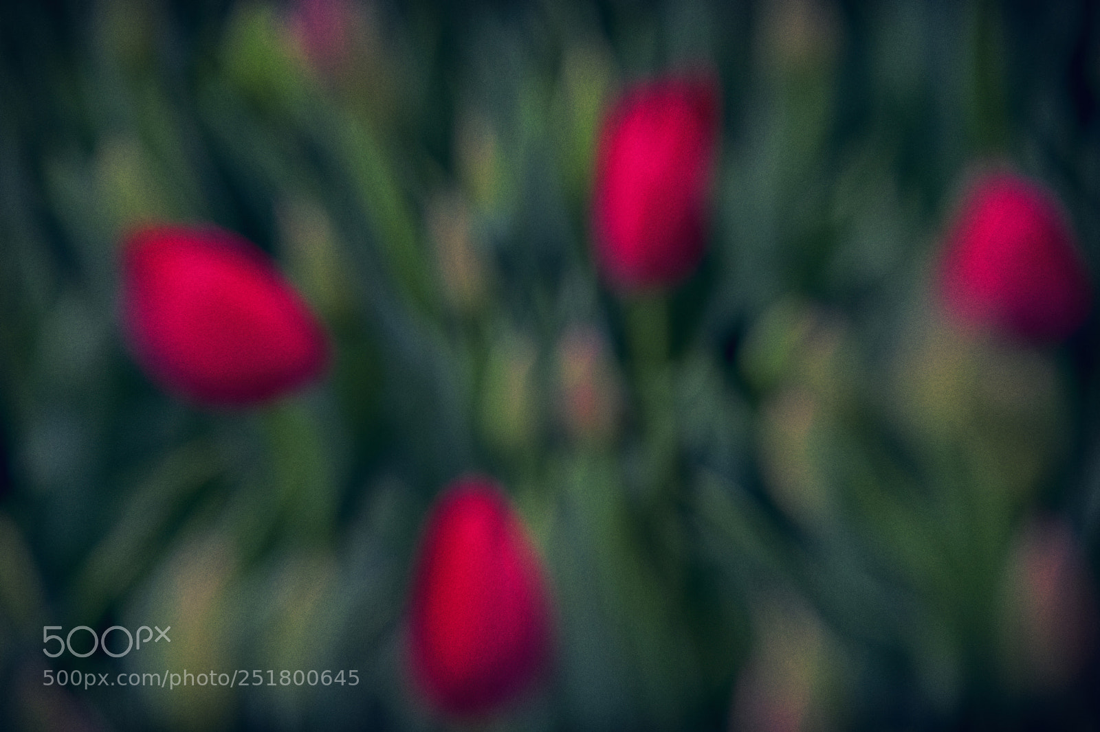 Canon EOS 80D sample photo. Tulips photography