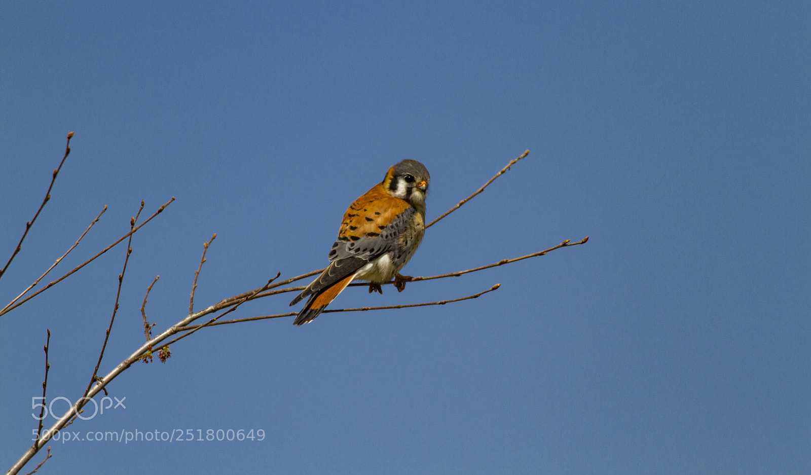 Canon EOS 7D sample photo. American kestrel photography
