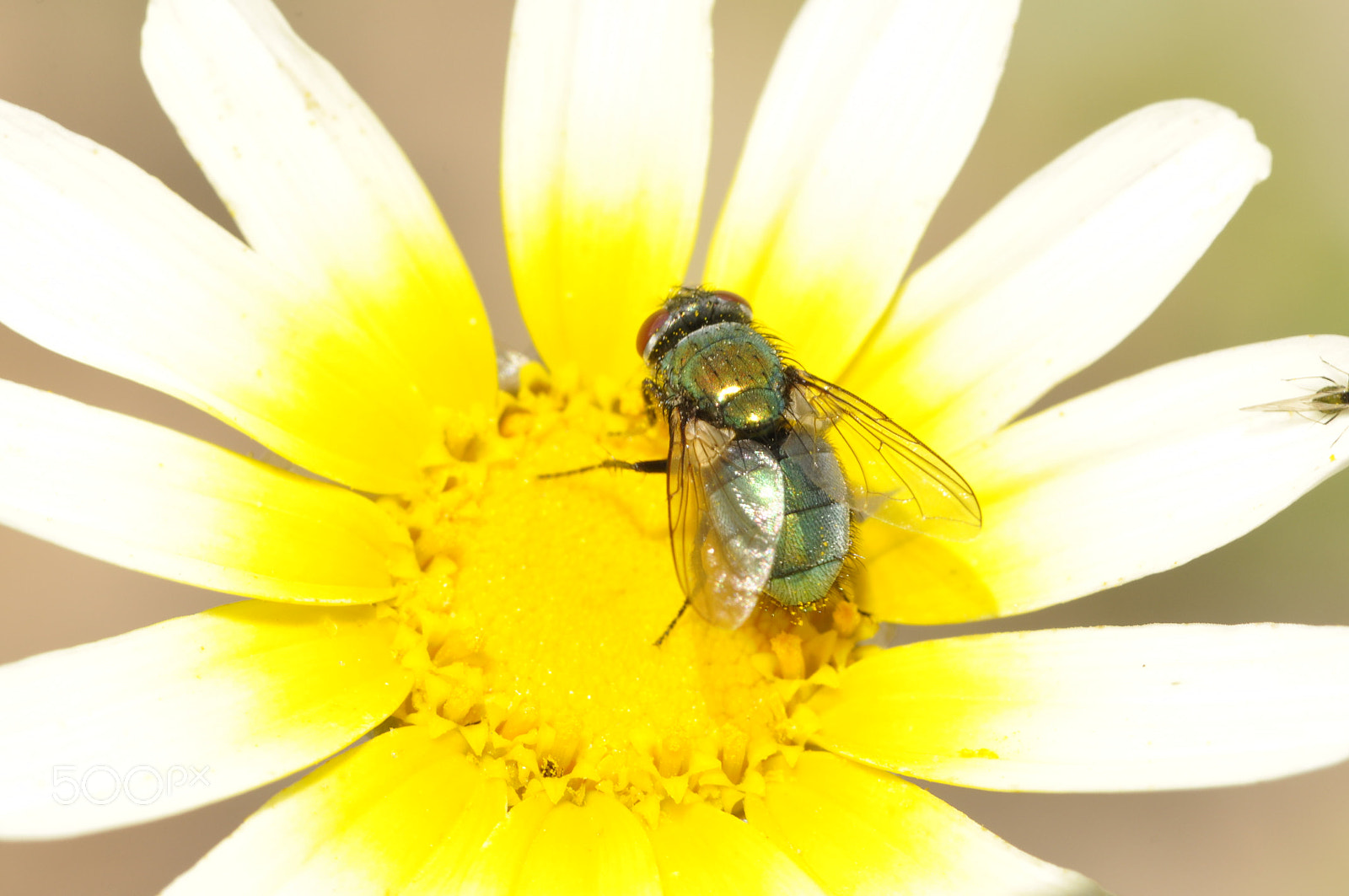 Nikon AF-S Micro-Nikkor 105mm F2.8G IF-ED VR sample photo. Fotografía macro photography