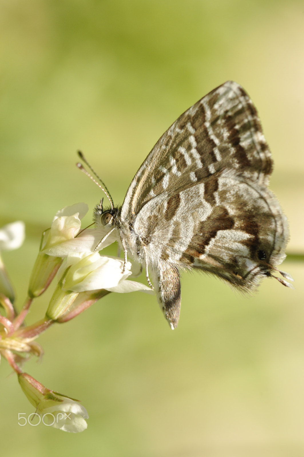 Nikon AF-S Micro-Nikkor 105mm F2.8G IF-ED VR sample photo. Fotografia macro photography