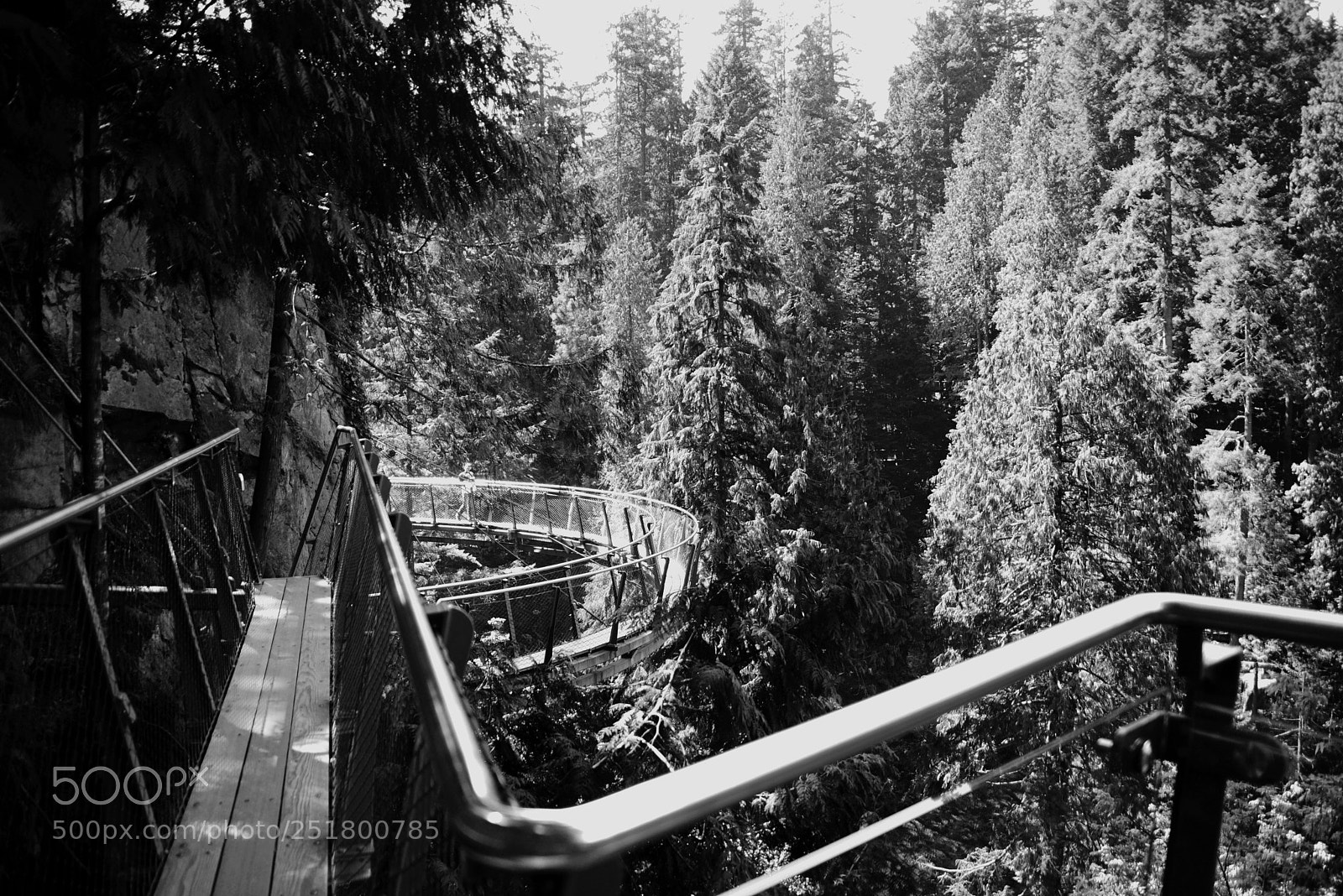 Nikon D600 sample photo. Capilano skywalks photography