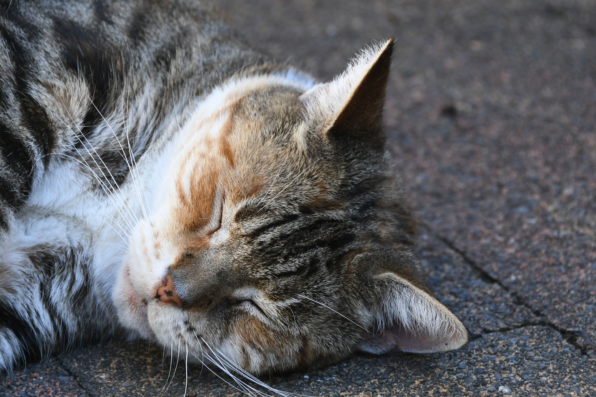 Nikon D500 sample photo. Cat - not edited photo photography