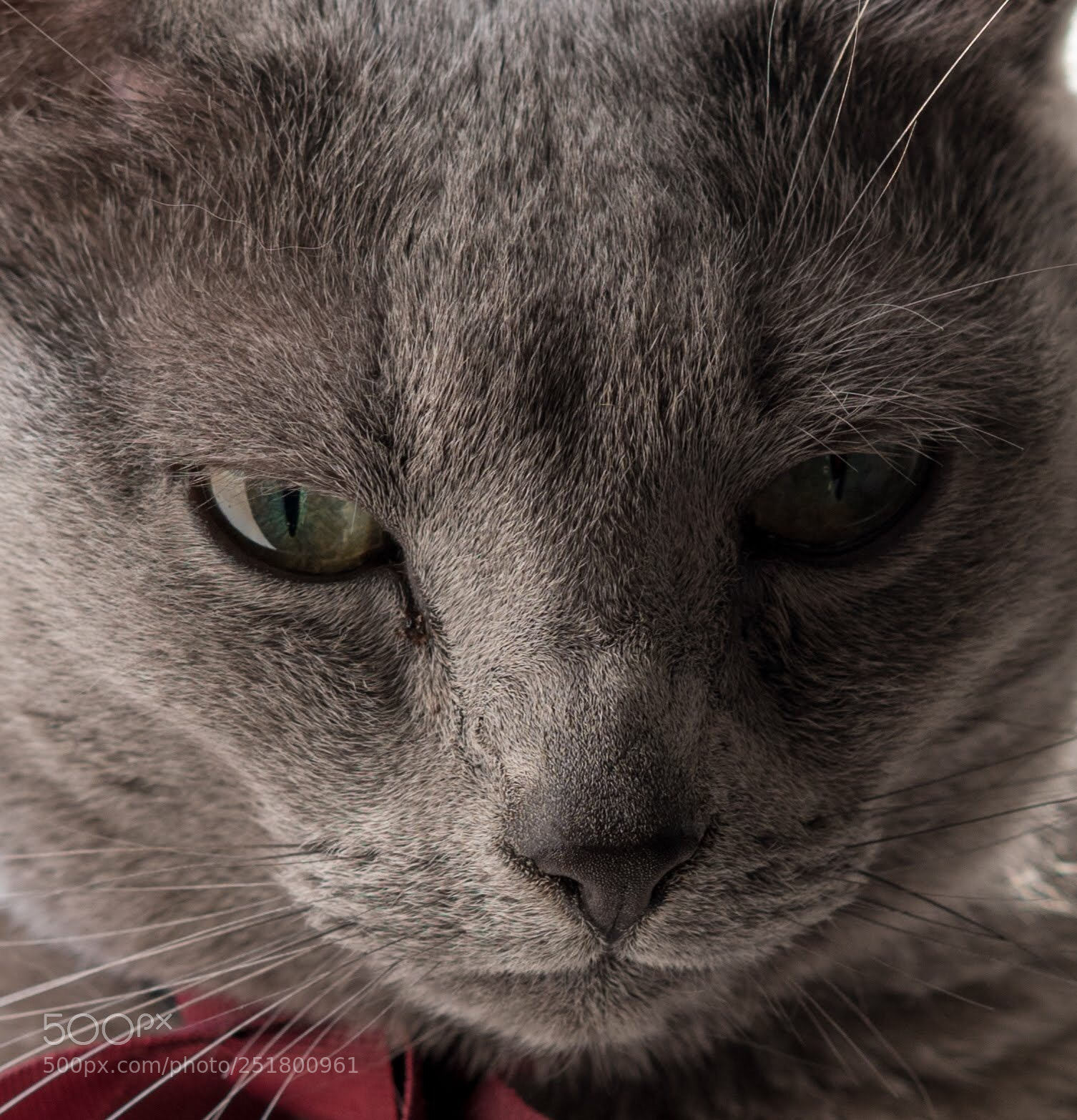 Nikon D850 sample photo. Cat photography