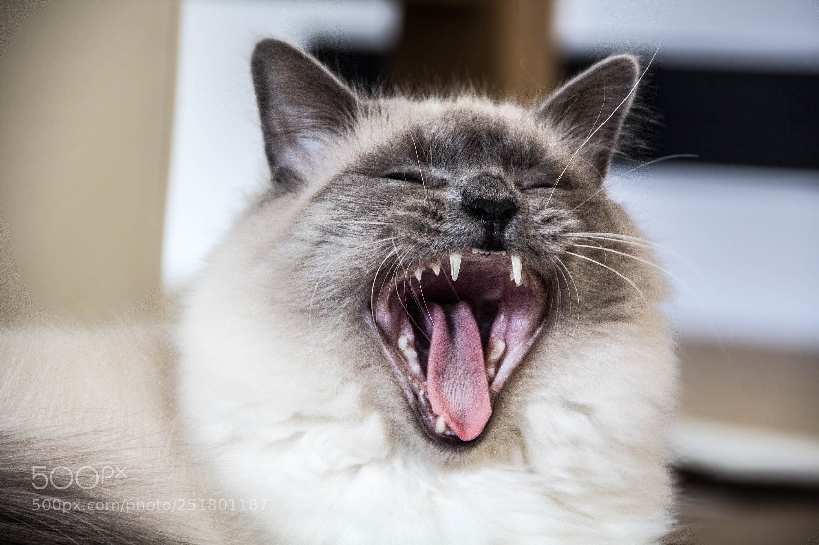 Canon EOS 600D (Rebel EOS T3i / EOS Kiss X5) sample photo. Smokey yawning photography