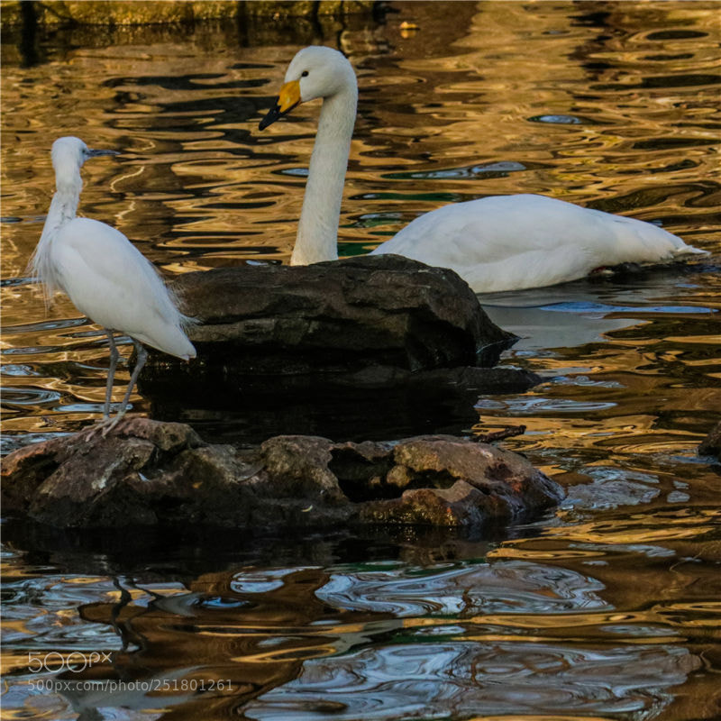 Canon EOS M5 sample photo. Look at each other. photography