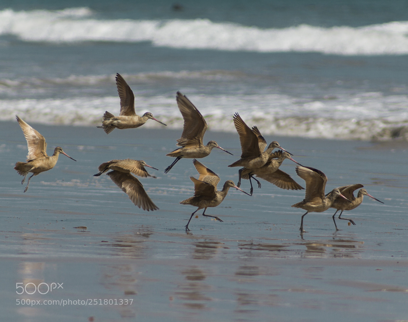 Canon EOS 550D (EOS Rebel T2i / EOS Kiss X4) sample photo. Marbled godwit flock landing photography