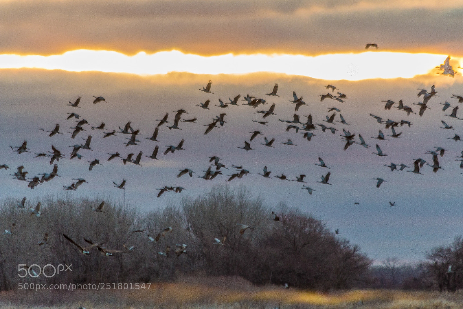 Canon EOS 70D sample photo. Crane migration  in nebraska photography