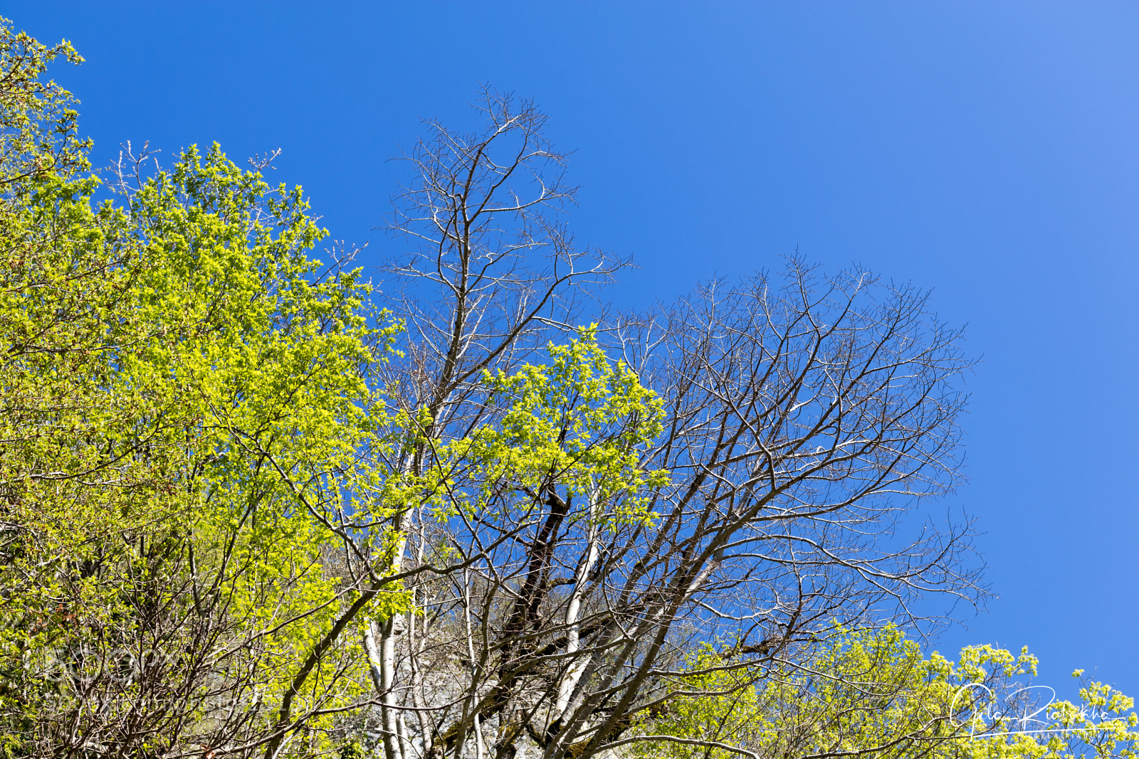 Canon EOS 80D sample photo. Spring photography