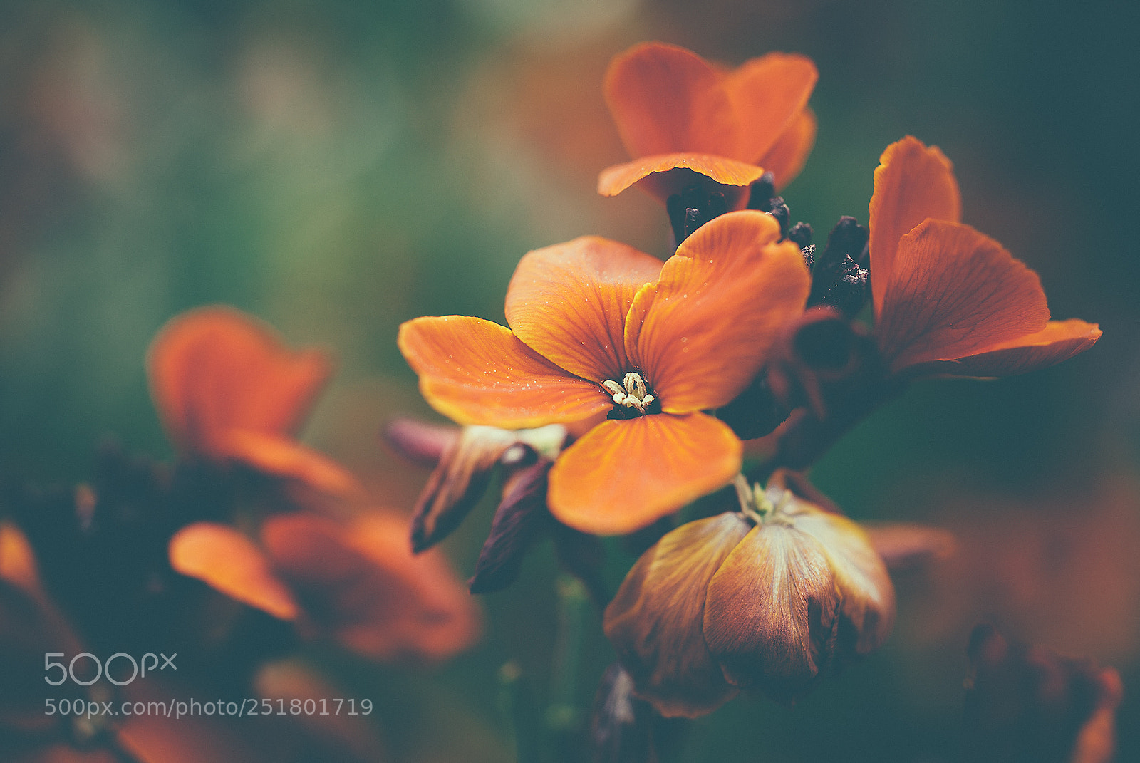 Canon EOS 5D Mark II sample photo. Orange blossoms photography