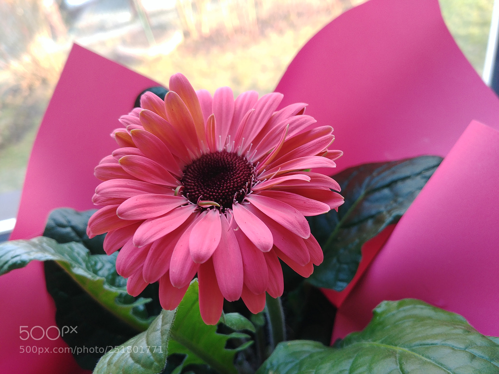 LG G6 sample photo. Spring come back photography