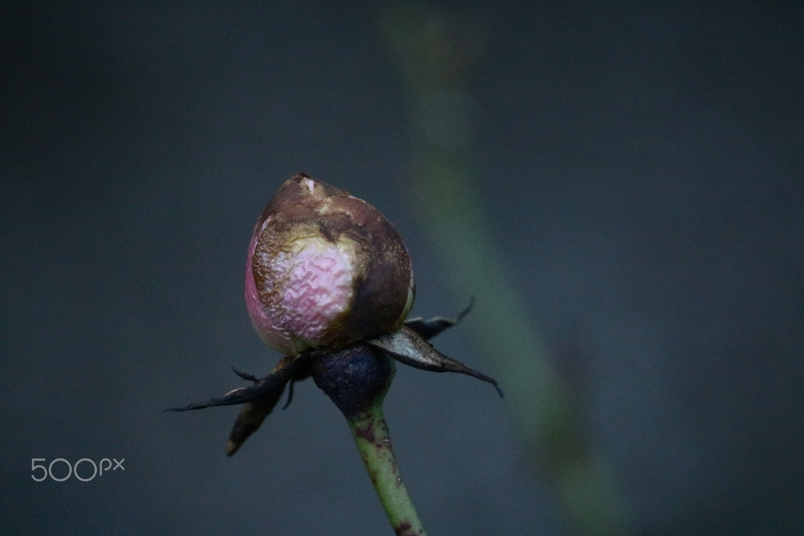 Canon EF-S 55-250mm F4-5.6 IS STM sample photo. Flower photography