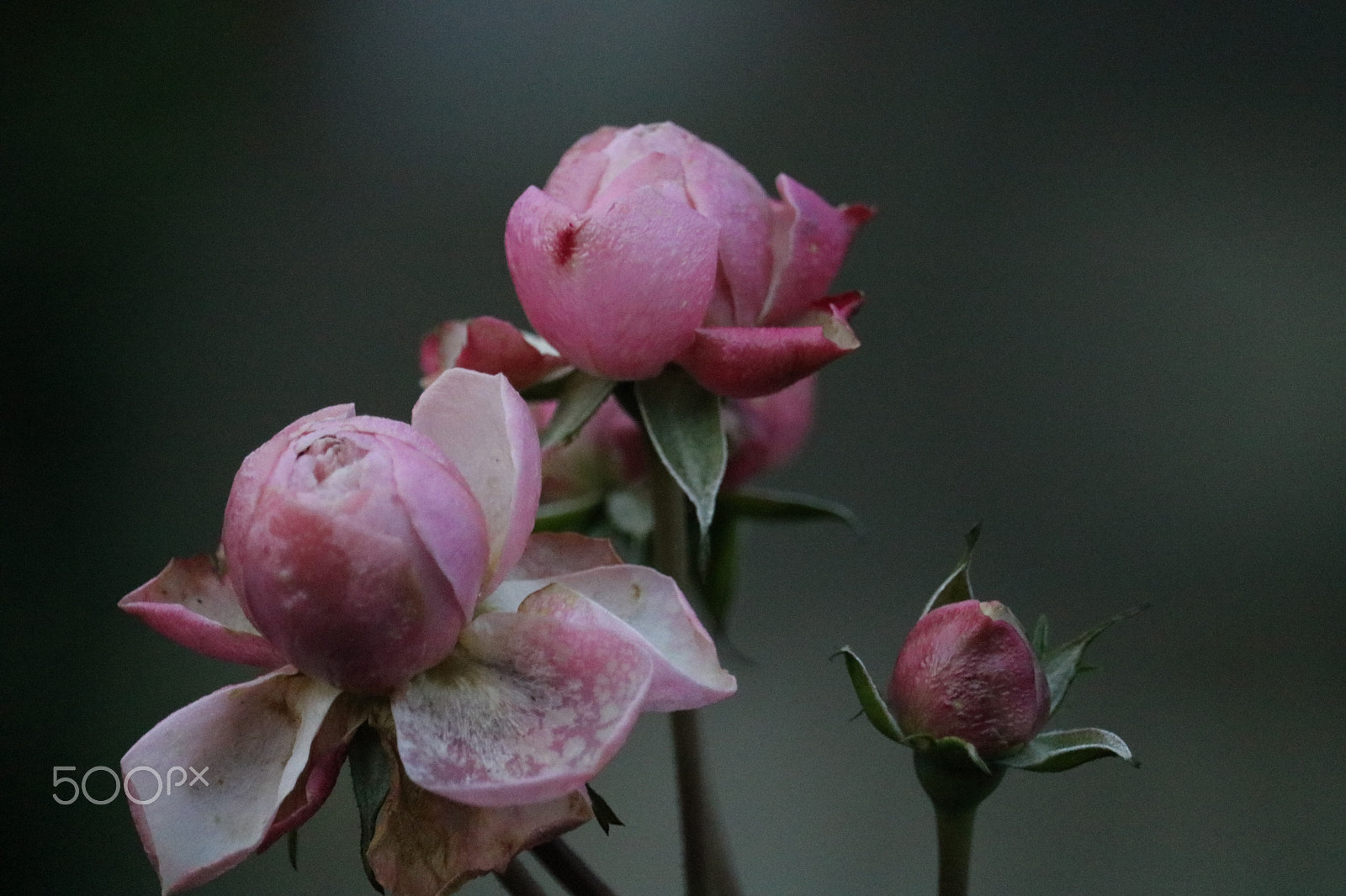 Canon EF-S 55-250mm F4-5.6 IS STM sample photo. Flowers photography