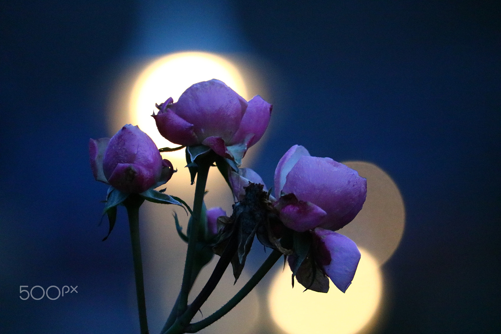 Canon EF-S 55-250mm F4-5.6 IS STM sample photo. Flowers photography