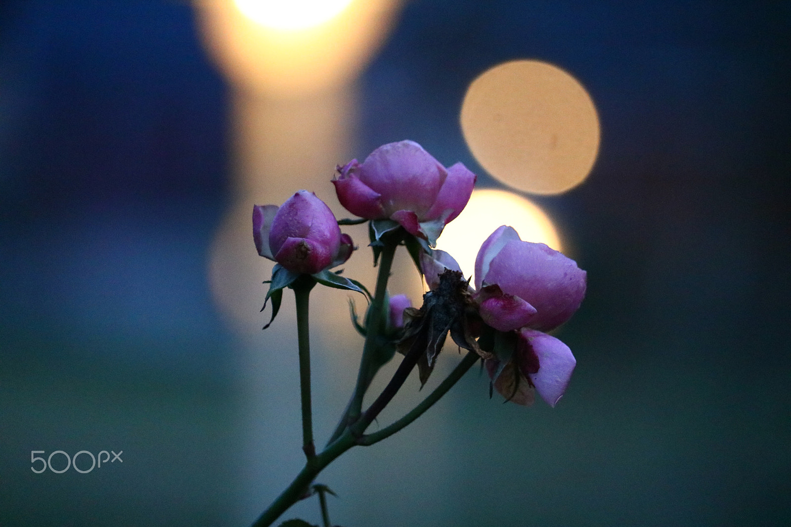 Canon EF-S 55-250mm F4-5.6 IS STM sample photo. Flower photography