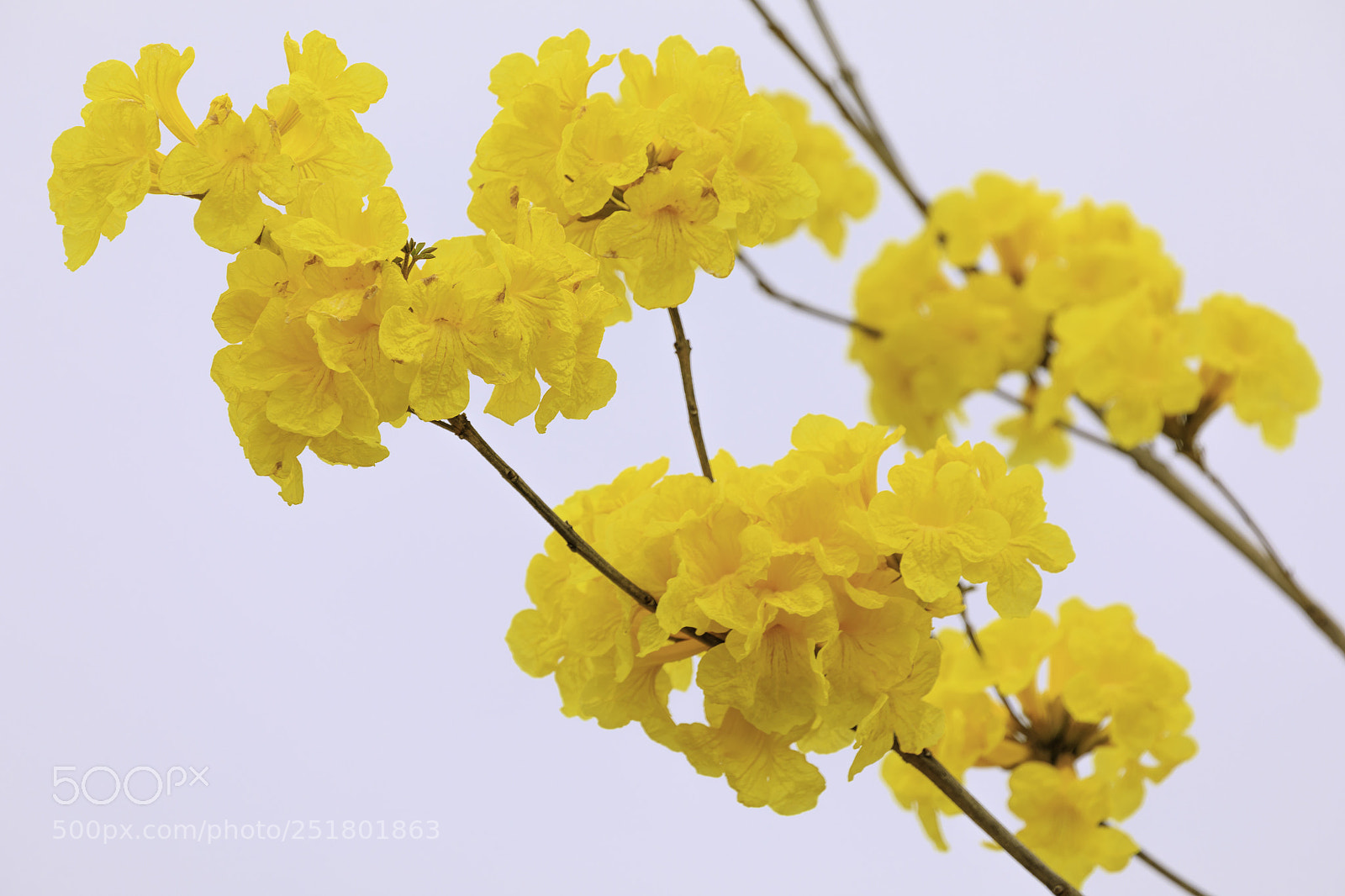 Canon EOS 5D Mark IV sample photo. 风铃木花 photography