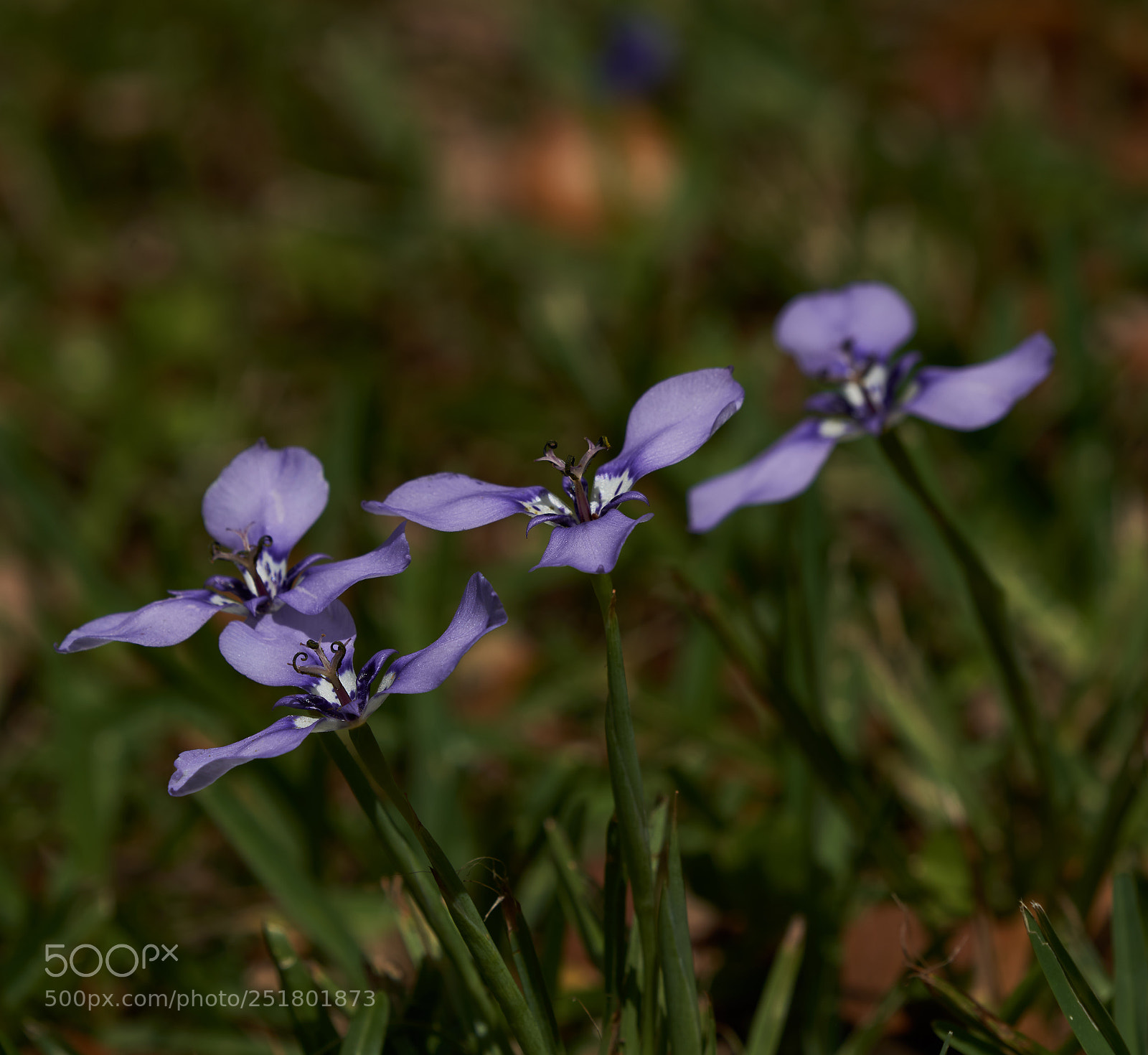 Sony a7R III sample photo. Herbertia photography