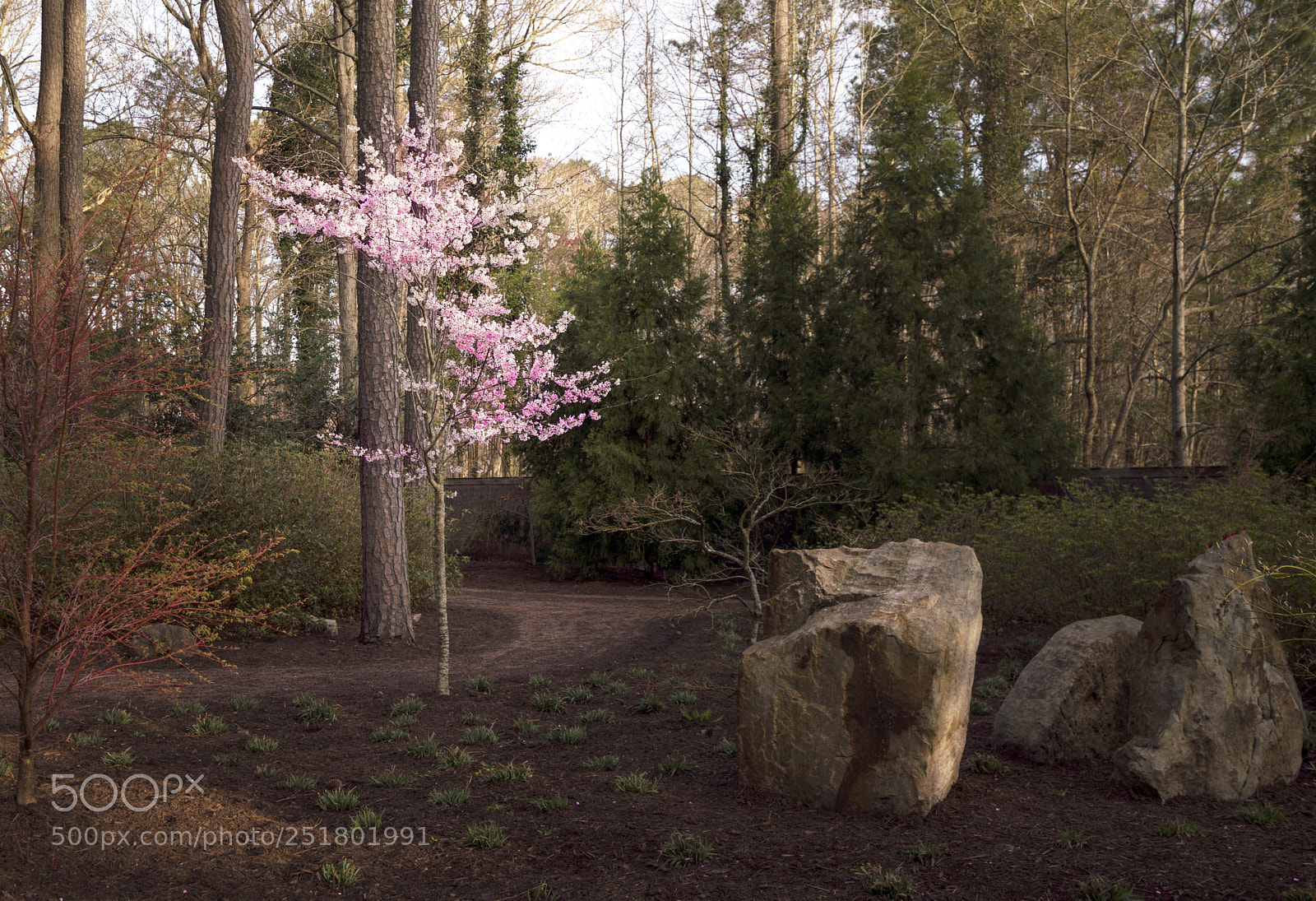 Sony a7R III sample photo. Cherry blossom tree in photography