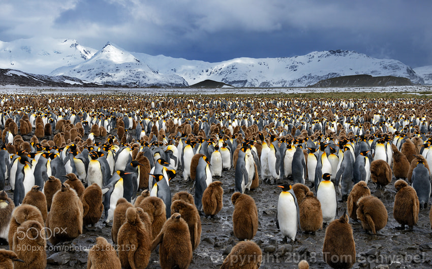 Nikon D800 sample photo. Grand central penguin photography