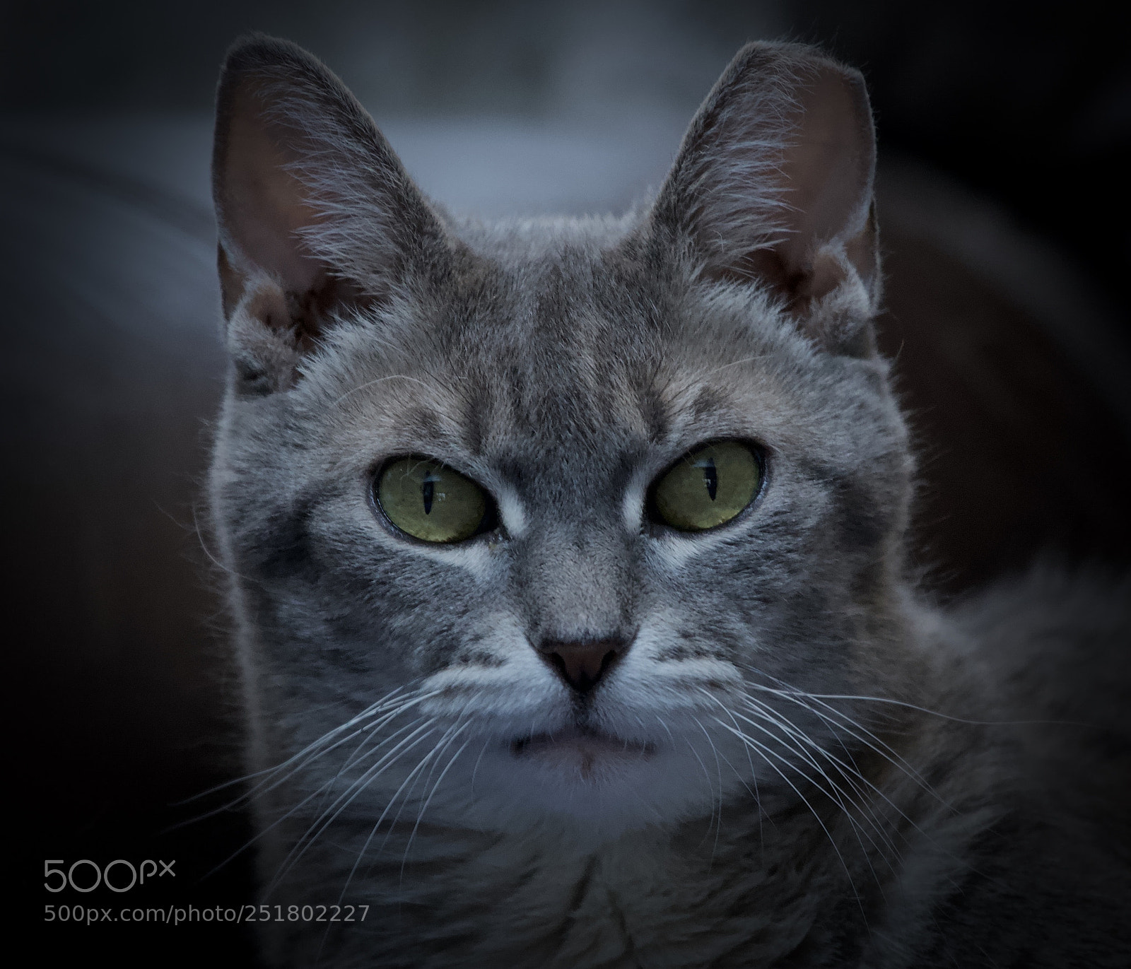 Canon EOS 5D Mark II sample photo. The eyes have it photography