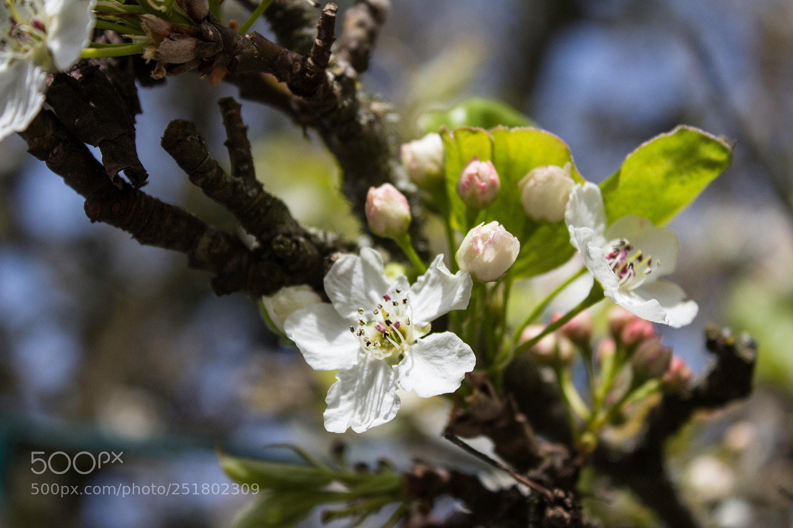 Canon EOS 700D (EOS Rebel T5i / EOS Kiss X7i) sample photo. Buona pasqua! photography