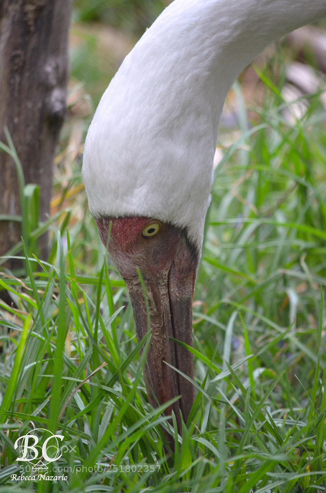 Nikon D5100 sample photo. Blan photography