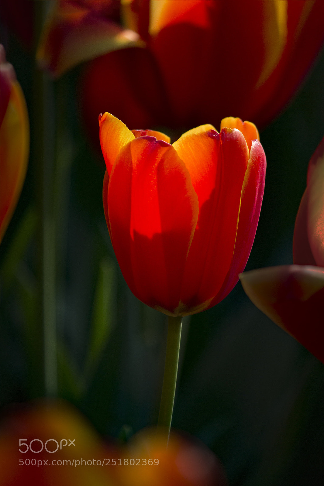 Canon EOS 600D (Rebel EOS T3i / EOS Kiss X5) sample photo. 光的影 photography