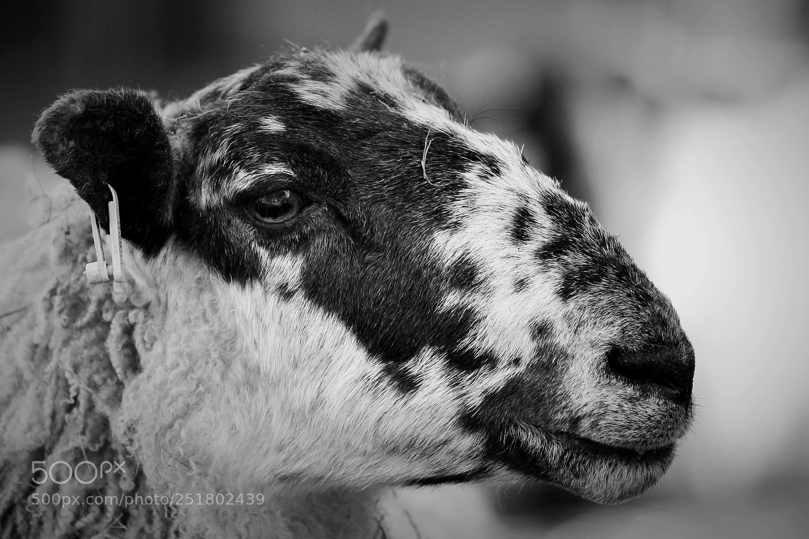 Canon EOS 600D (Rebel EOS T3i / EOS Kiss X5) sample photo. Sheep photography