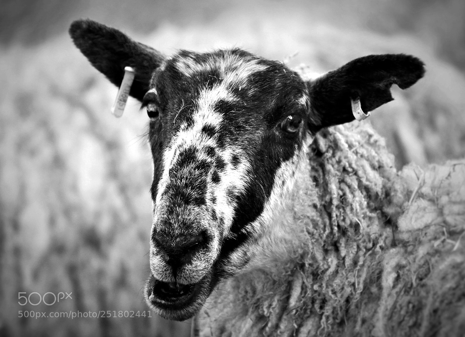 Canon EOS 600D (Rebel EOS T3i / EOS Kiss X5) sample photo. Sheep photography